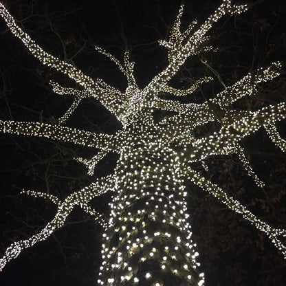 Novelty Lights 50ft 100 LED Pure White Christmas String Lights, Brown Wire | UL Listed, IP55 Commercial Grade Xmas Lights, 6 Inch Spacing, Outdoor & Indoor, Dimmable, Connectable, & Flicker Free