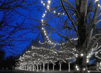 Novelty Lights 50ft 100 LED Pure White Christmas String Lights, Brown Wire | UL Listed, IP55 Commercial Grade Xmas Lights, 6 Inch Spacing, Outdoor & Indoor, Dimmable, Connectable, & Flicker Free