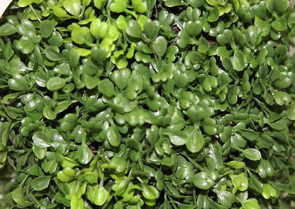 Admired by Nature 26" Artificial Topiary 2 Ball Shape Boxwood Topiary with Planter - For Home Decor, Offices, Indoor Outdoor Display - Green/Green Pot